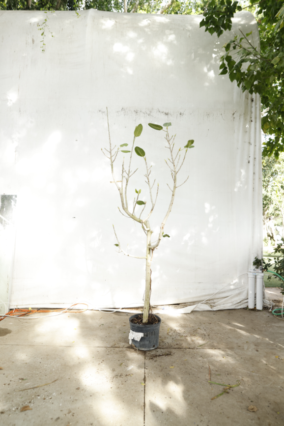 ficus-audrey-oc9-4