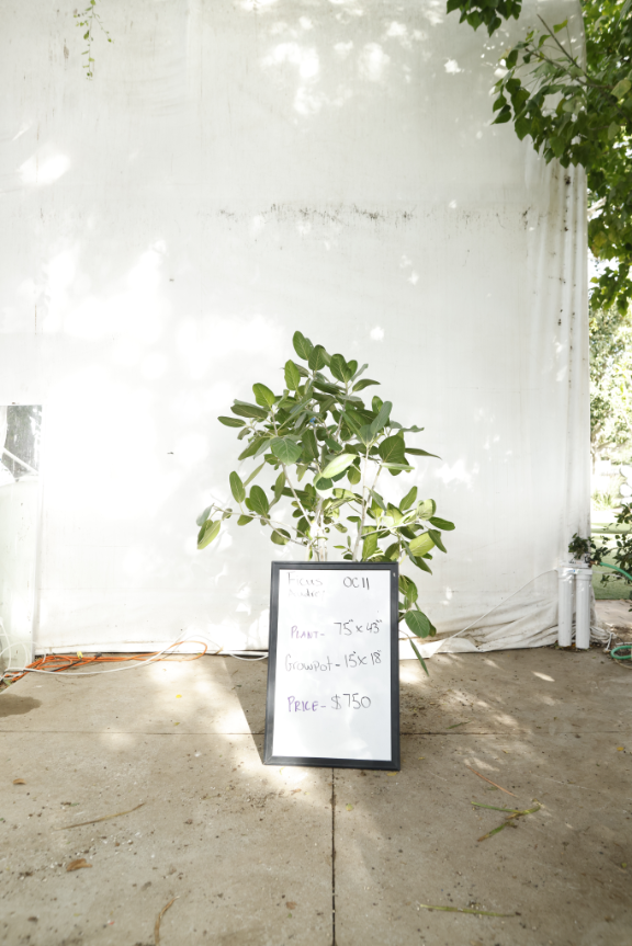 ficus-audrey-oc11-1