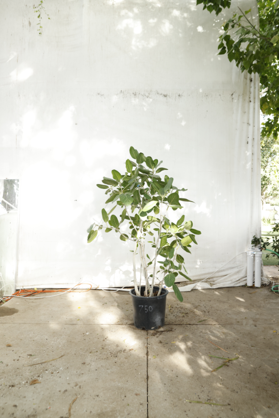 ficus-audrey-oc11-2
