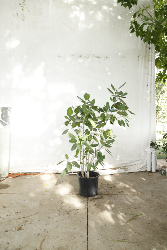 ficus-audrey-oc11-3