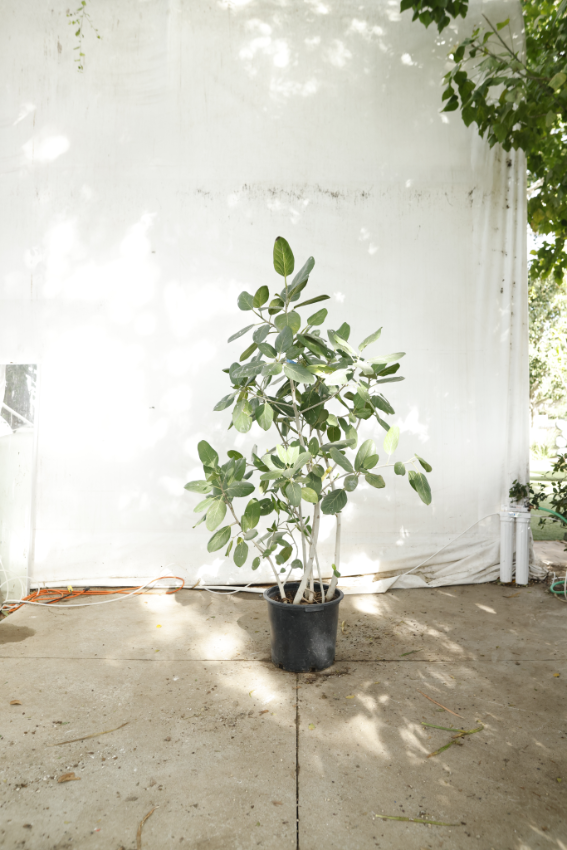 ficus-audrey-oc11-4