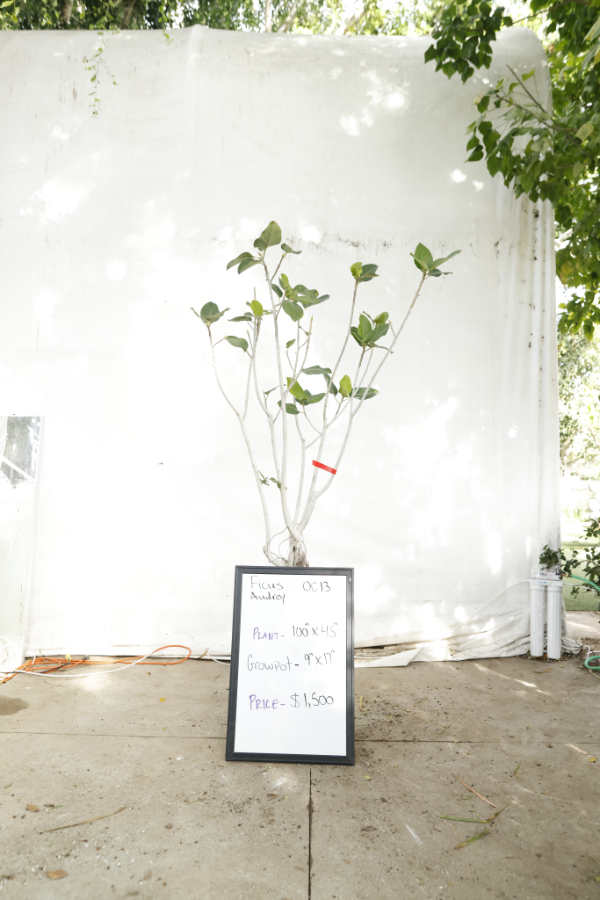 ficus-audrey-oc13-2