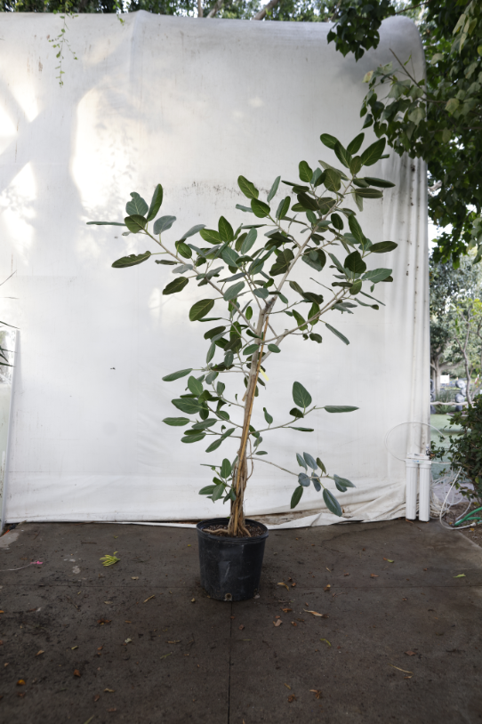 ficus-audrey-oc3-2