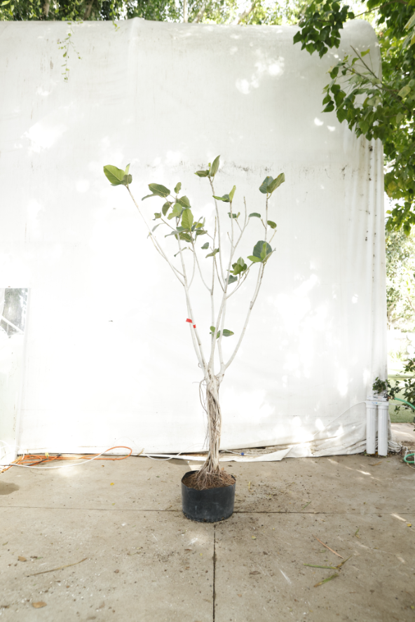ficus-audrey-oc13-2