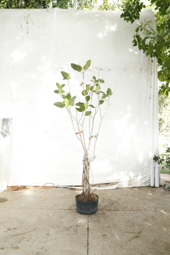ficus-audrey-oc13-3