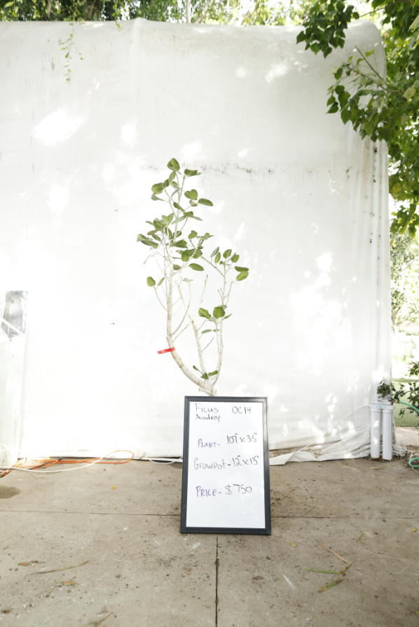ficus-audrey-oc14-1