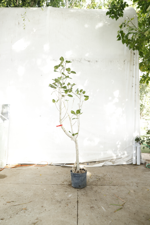 ficus-audrey-oc14-2