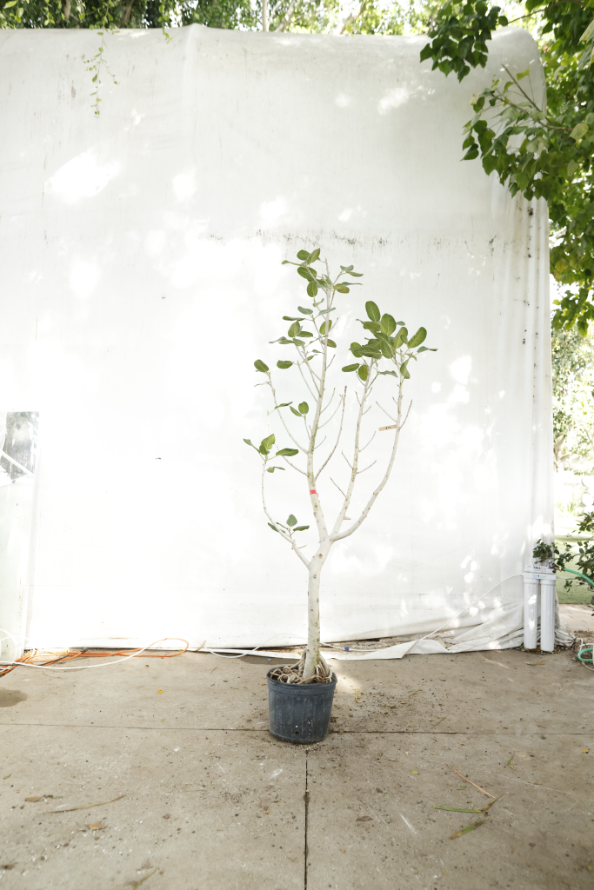 ficus-audrey-oc14-3