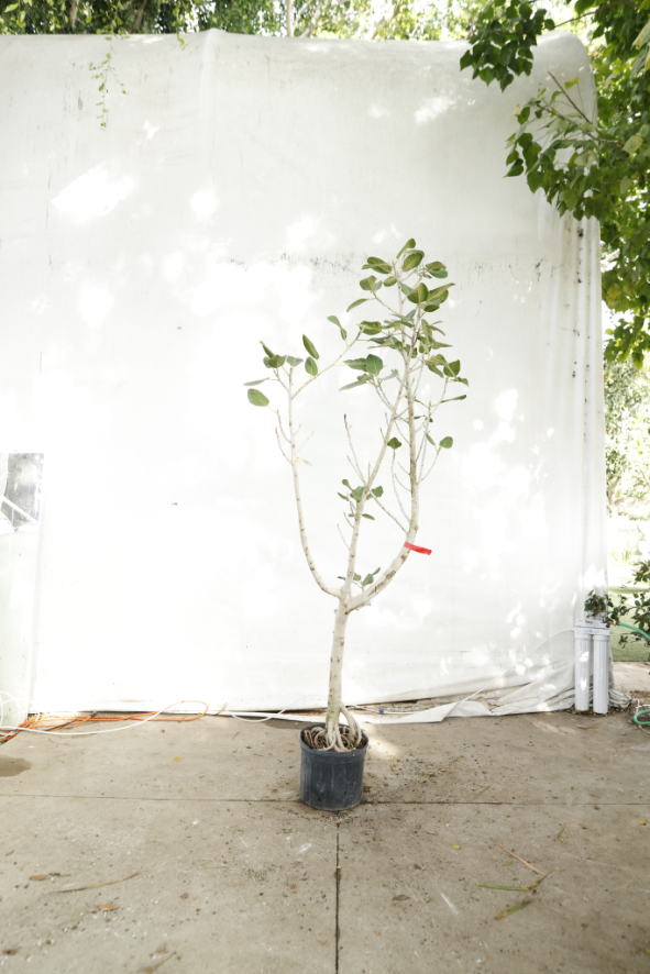 ficus-audrey-oc14-4