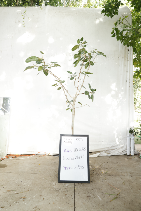 ficus-audrey-oc15-1