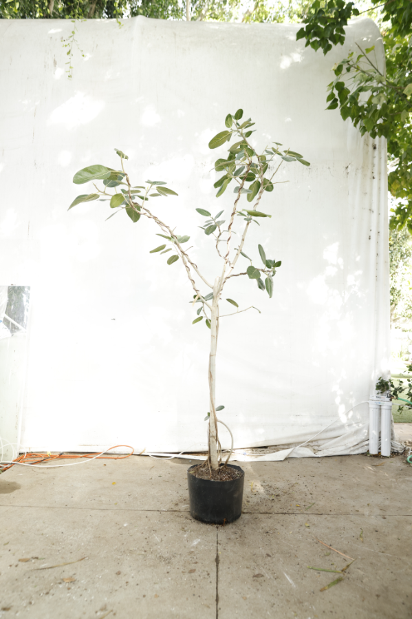 ficus-audrey-oc15-2