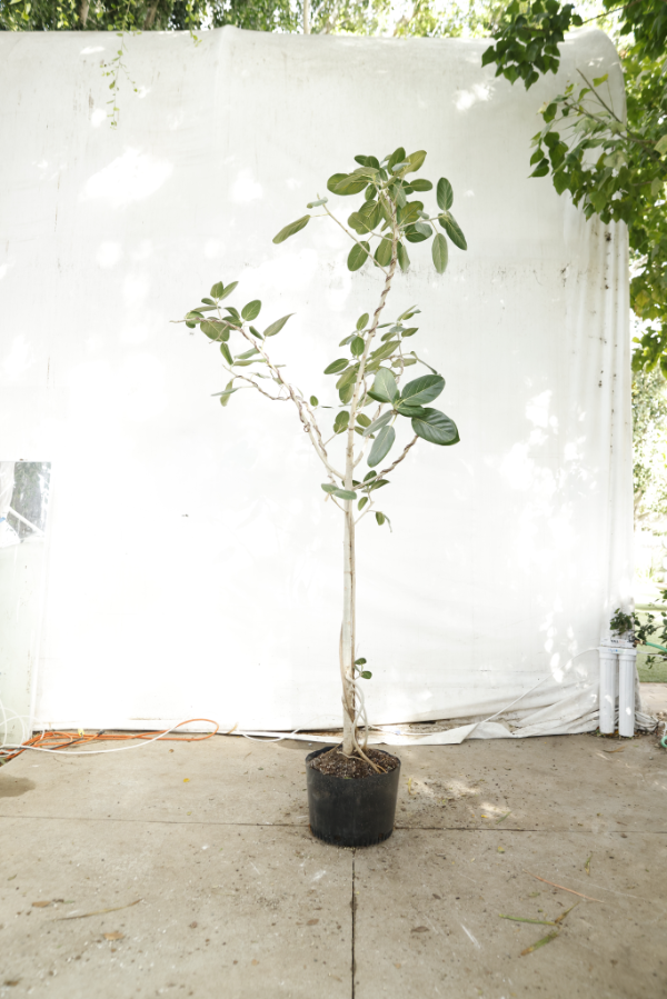 ficus-audrey-oc15-3