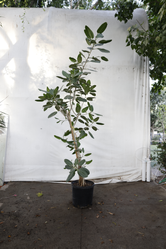 ficus-audrey-oc3-3