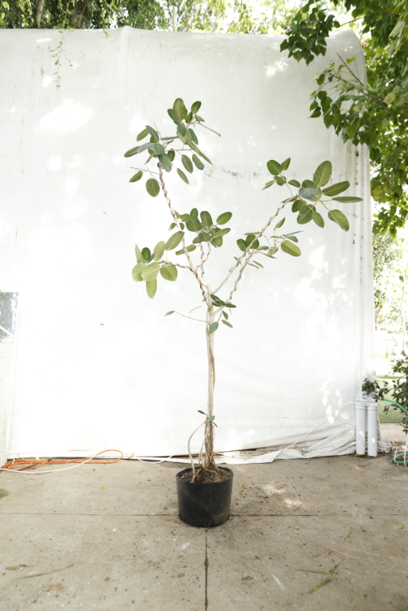 ficus-audrey-oc15-4