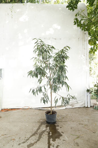 ficus-alii-oc2-2