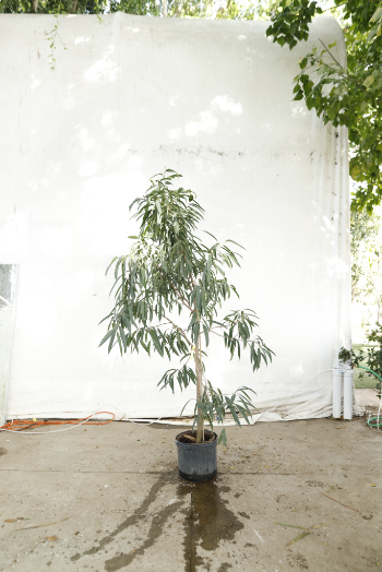 ficus-alii-oc2-3