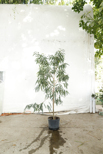 ficus-alii-oc2-4