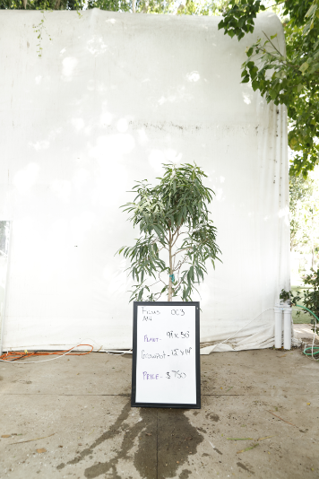 ficus-alii-oc3-1
