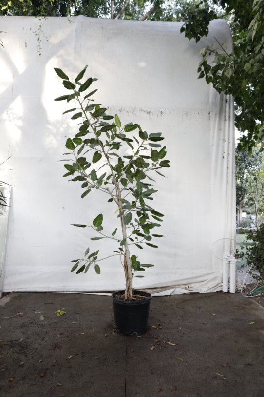 ficus-audrey-oc3-4