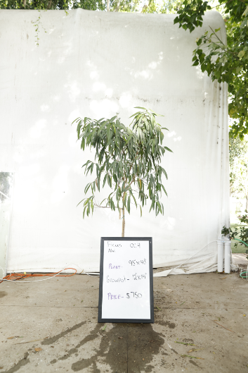 ficus-alii-oc4-1
