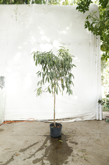 ficus-alii-oc4-2