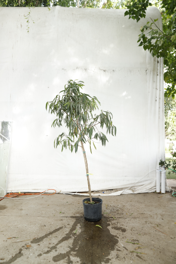 ficus-alii-oc4-3