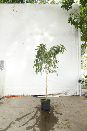 ficus-alii-oc4-4