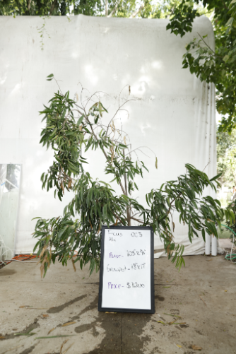 ficus-alii-oc5-1