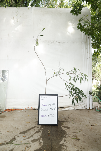 ficus-alii-oc7-1