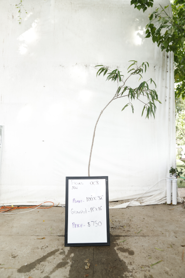 ficus-alii-oc8-1