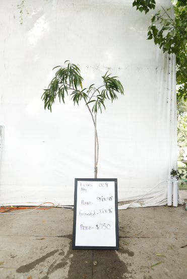ficus-alii-oc9-1