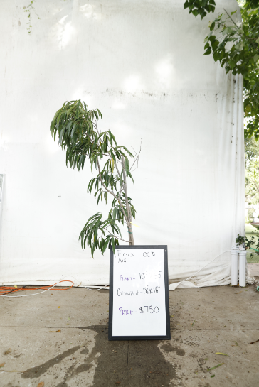 ficus-alii-oc10-1