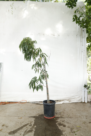 ficus-alii-oc10-2