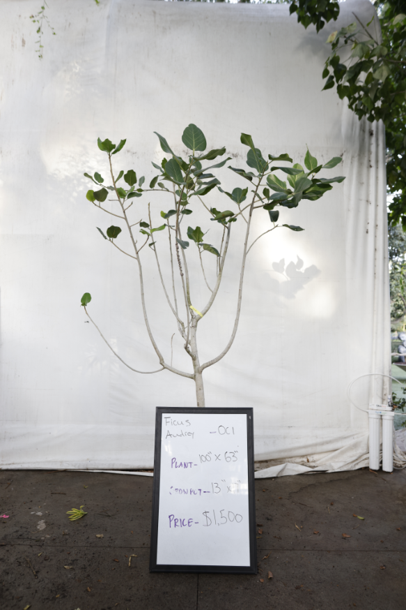ficus-audrey-oc1-1