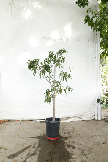 ficus-alii-oc10-3
