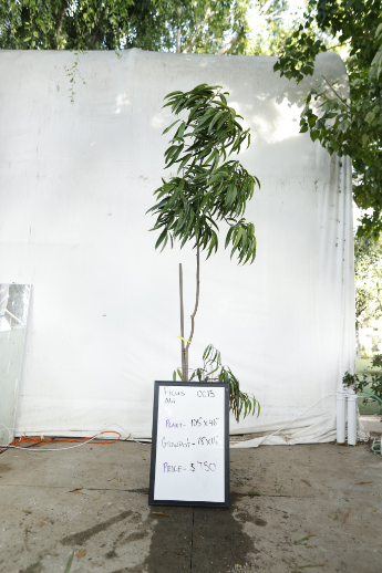 ficus-alii-oc15-1