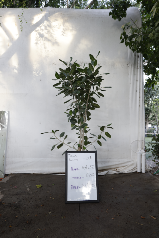 ficus-audrey-oc8-1