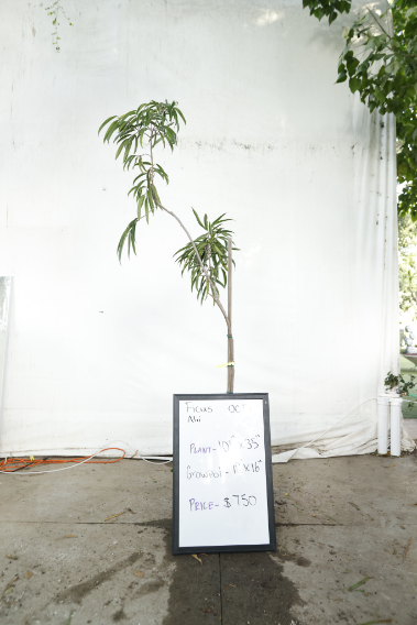 ficus-alii-oc17-1
