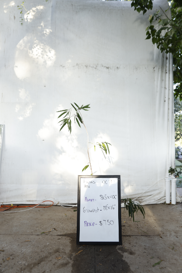 ficus-alii-oc19-1