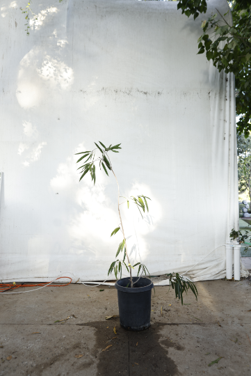 ficus-alii-oc19-2