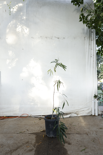 ficus-alii-oc19-3