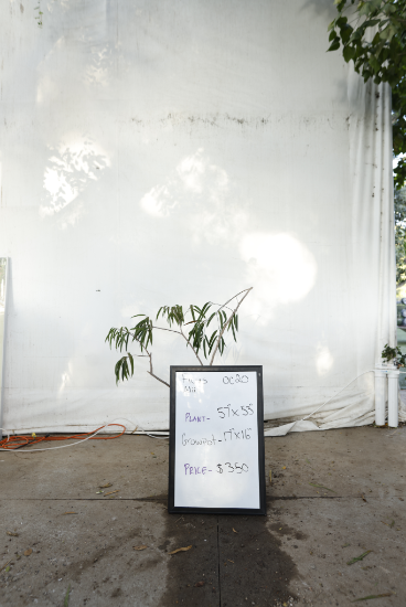ficus-alii-oc20-1