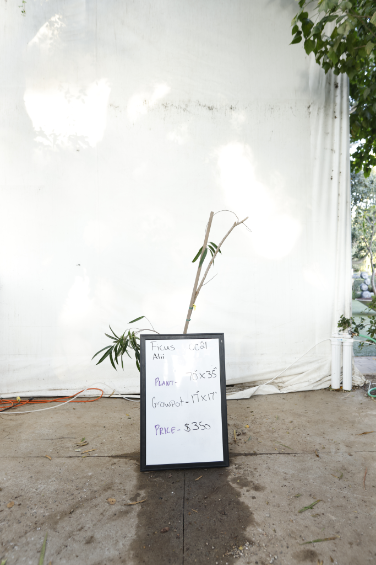 ficus-alii-oc21-1