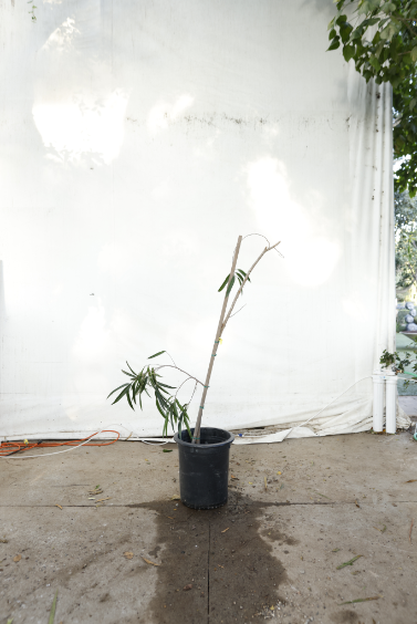 ficus-alii-oc21-2