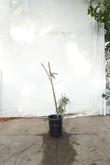 ficus-alii-oc21-3