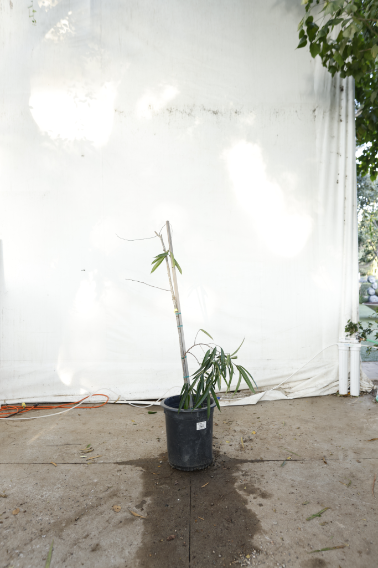 ficus-alii-oc21-4