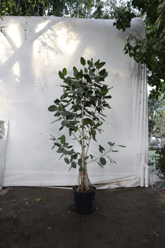 ficus-audrey-oc8-4