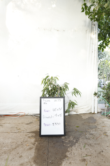 ficus-alii-oc23-1