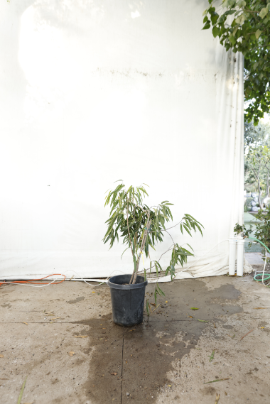 ficus-alii-oc23-2