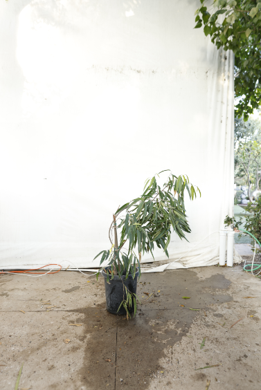 ficus-alii-oc23-3